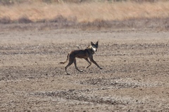 Canis lupus pallipes