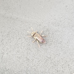 Nannotrigona testaceicornis