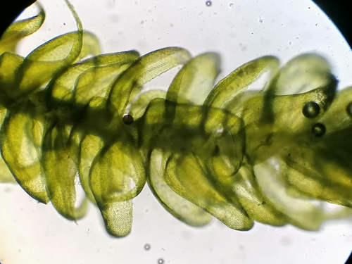 Image of Palustriella commutata by (c) Daniel Buczkiewicz, some rights reserved (CC BY-SA)