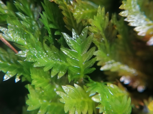 Image of Fissidens adianthoides by (c) Daniel Buczkiewicz, some rights reserved (CC BY-SA)