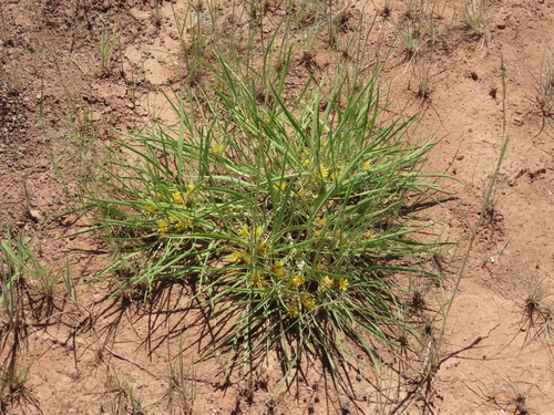Image of Geigeria ornativa by no rights reserved