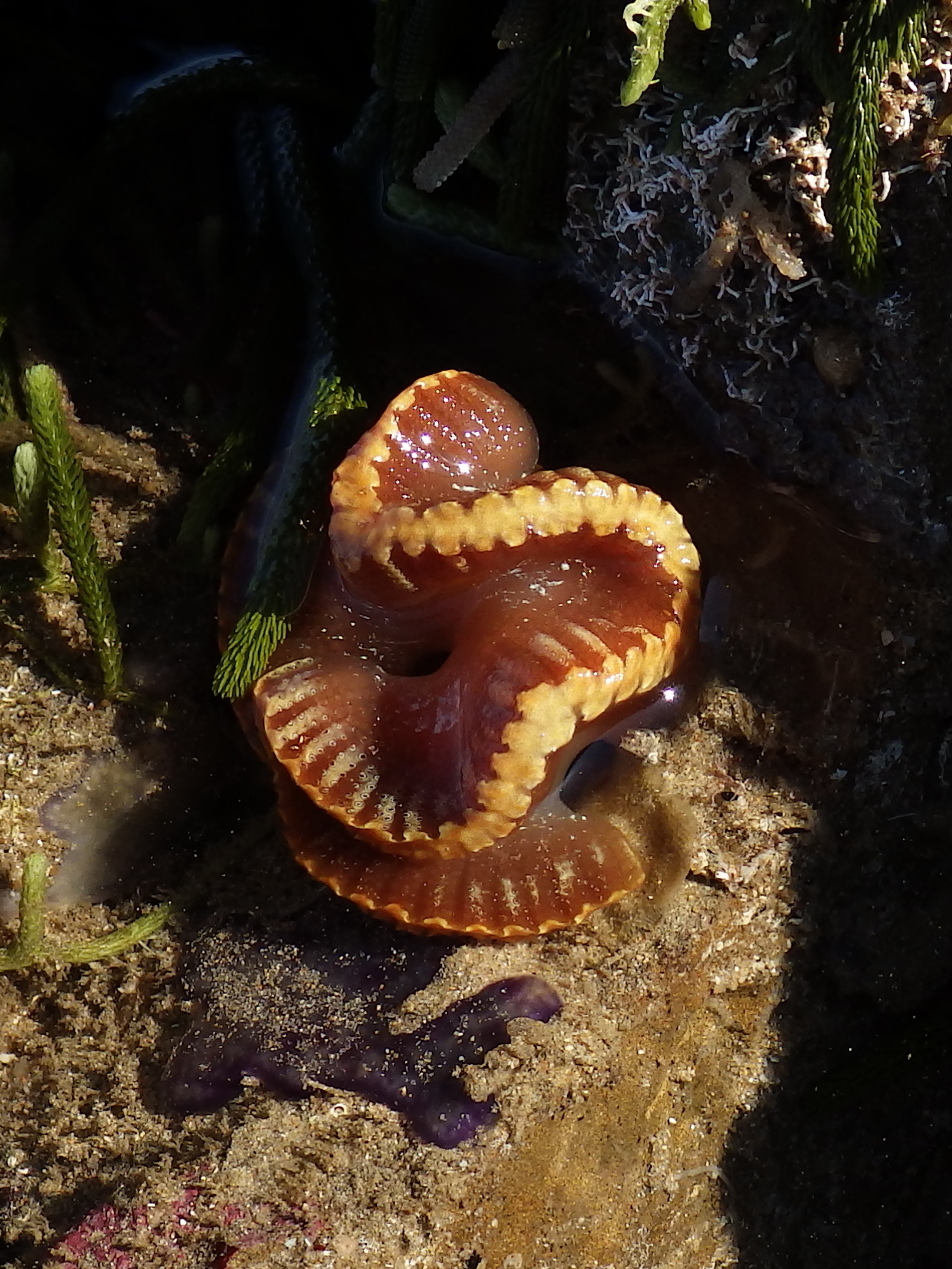 Sycozoa cerebriformis (Quoy & Gaimard, 1834)