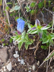 Gentiana platypetala