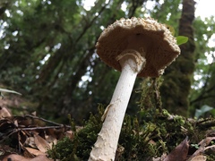 Amanita conara