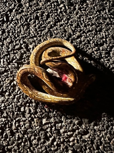 Coastal Carpet Python sighting