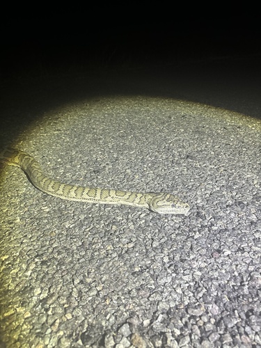 Coastal Carpet Python sighting