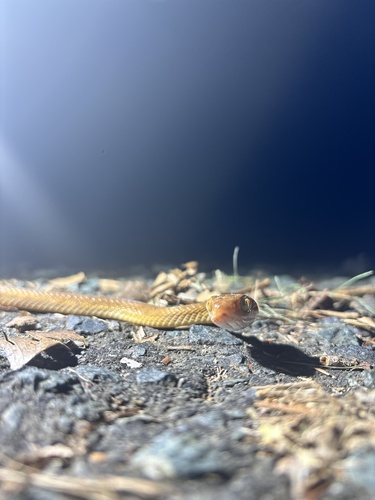 Brown Tree Snake sighting