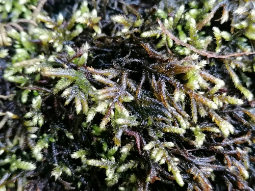 Image of Flagellate Feather-Moss (Hyocomium armoricum) by (c) Daniel Buczkiewicz, some rights reserved (CC BY-SA)