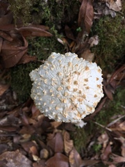 Amanita conara