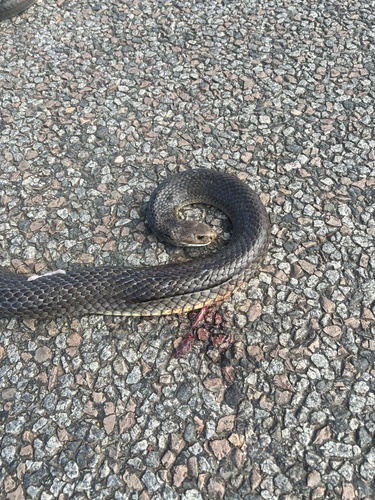 Eastern Brown Snake sighting
