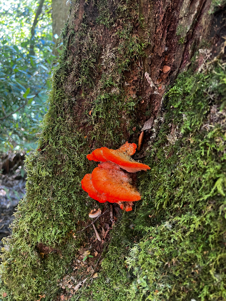 Aurantiporus pulcherrimus · March 2025 · photo: © kantareller (iNaturalist, cc-by)