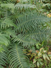 Oreopteris quelpartensis