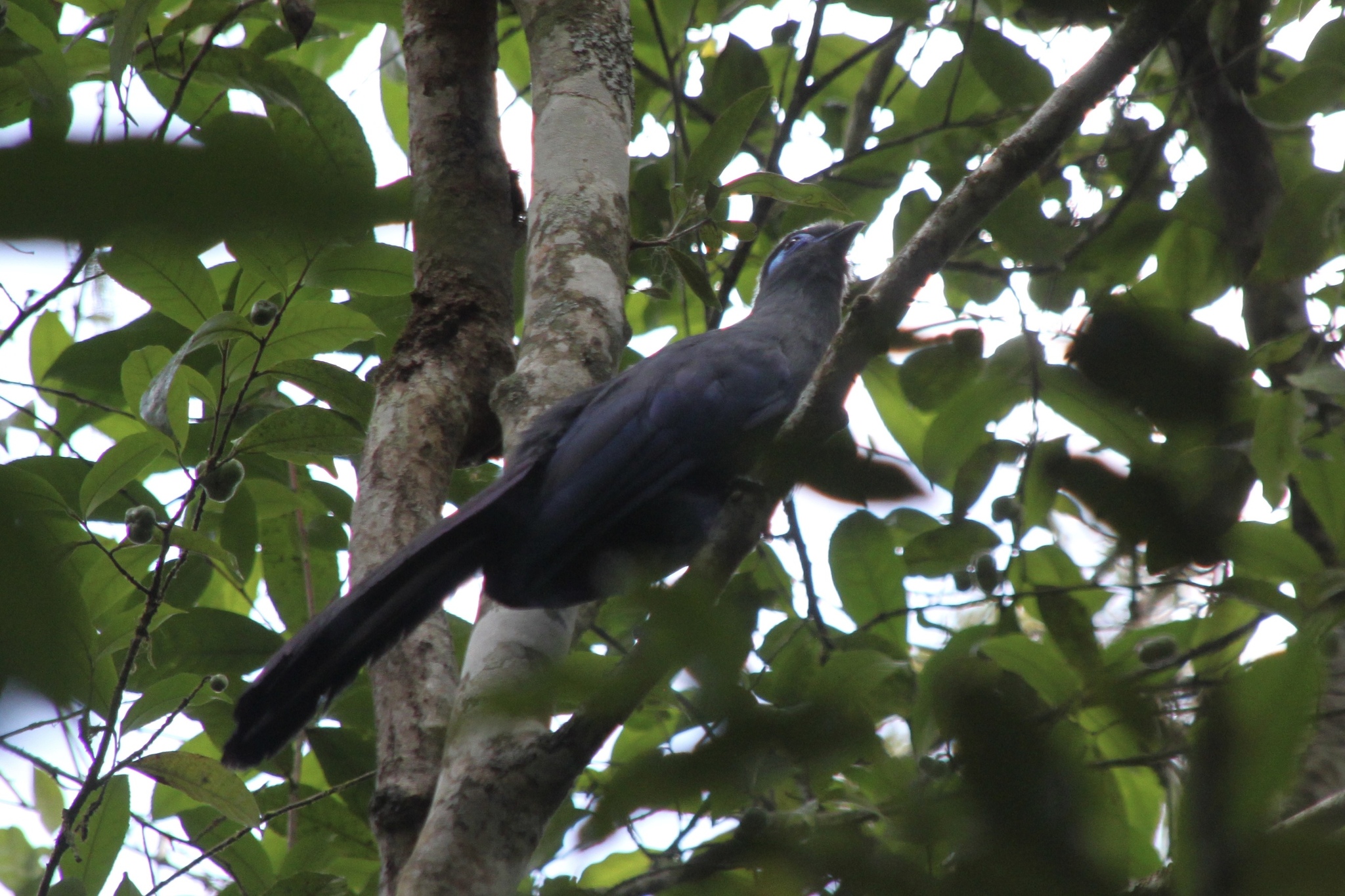 Blue Coua (Coua caerulea), photo 2