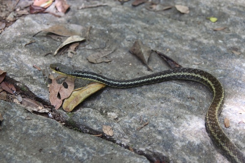 Eastern Madagascar Water Snake