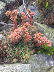 Sempervivum vicentei