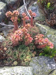 Sempervivum vicentei