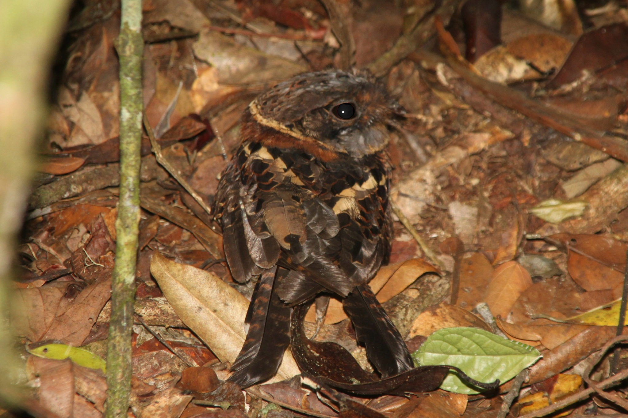 Collared Nightjar (Gactornis enarratus), photo 3