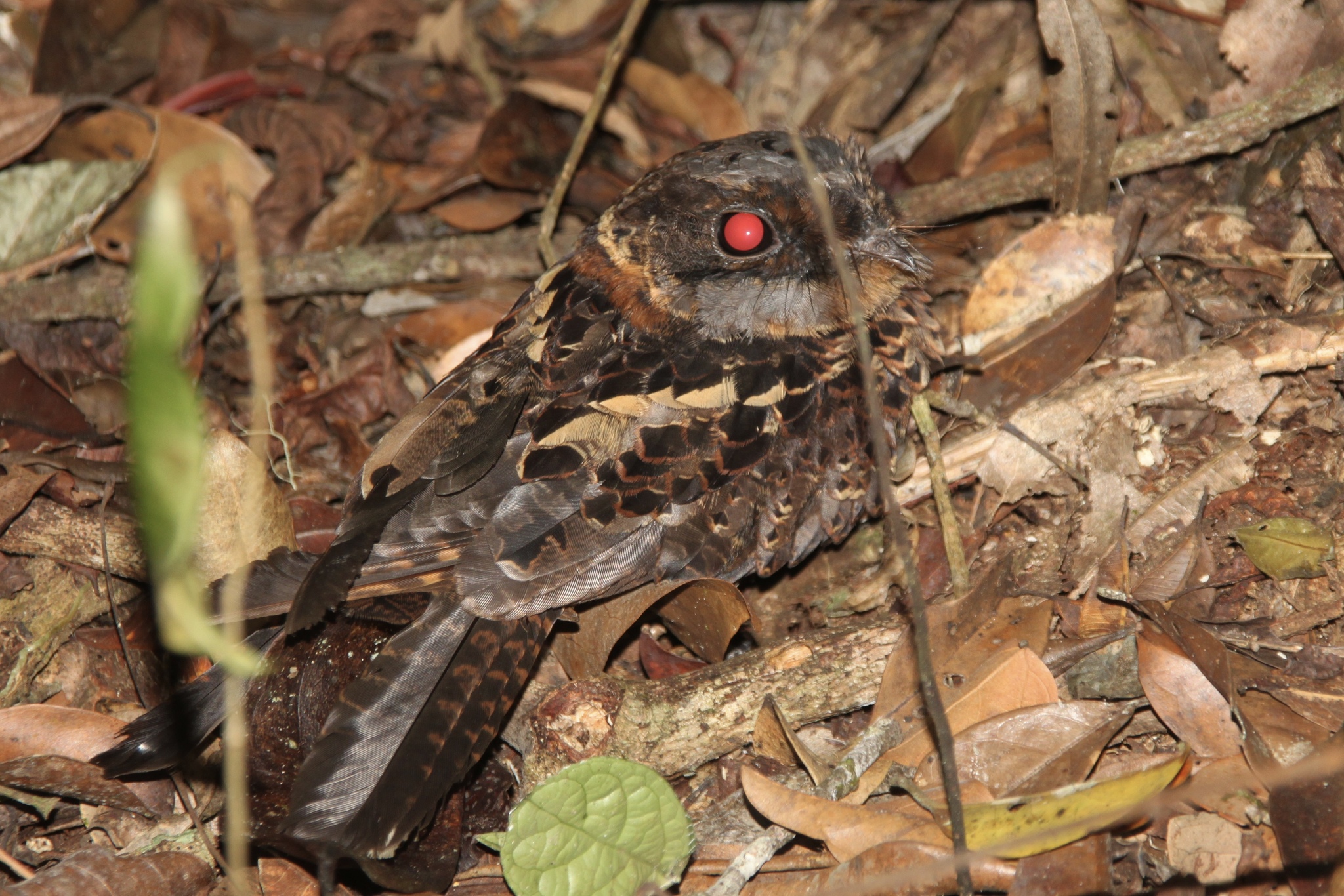 Collared Nightjar (Gactornis enarratus), photo 4