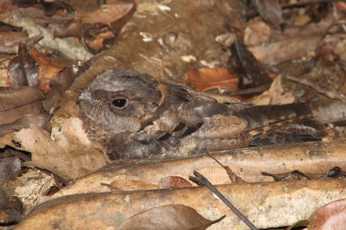 Collared Nightjar (Gactornis enarratus), photo 9