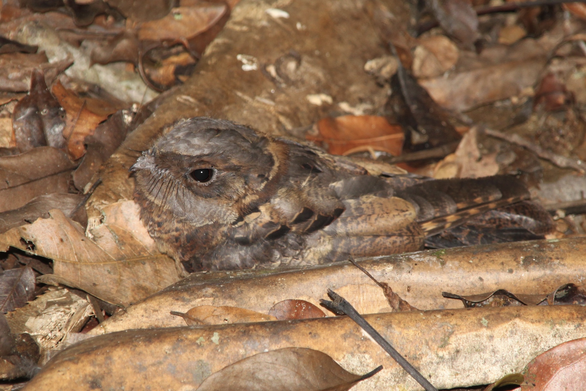 Collared Nightjar (Gactornis enarratus), photo 5