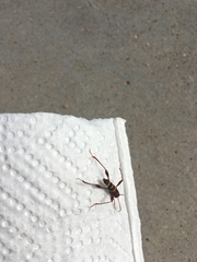 Neoclytus acuminatus acuminatus