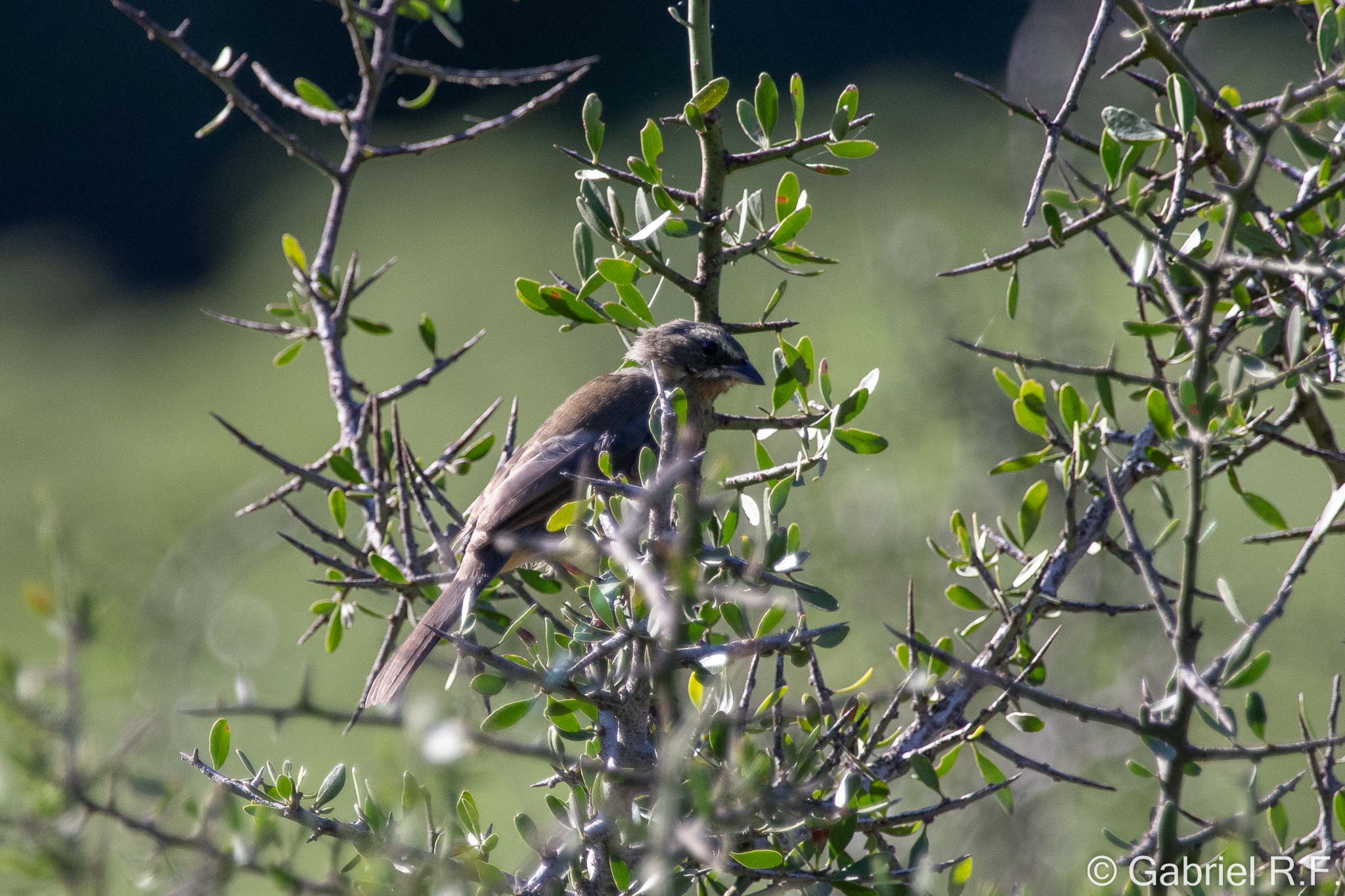 Black-and-chestnut Warbling Finch (Poospiza whitii), photo 6