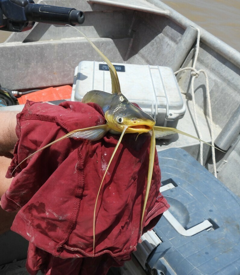 Catfish (Bagre bagre) — Ariidae