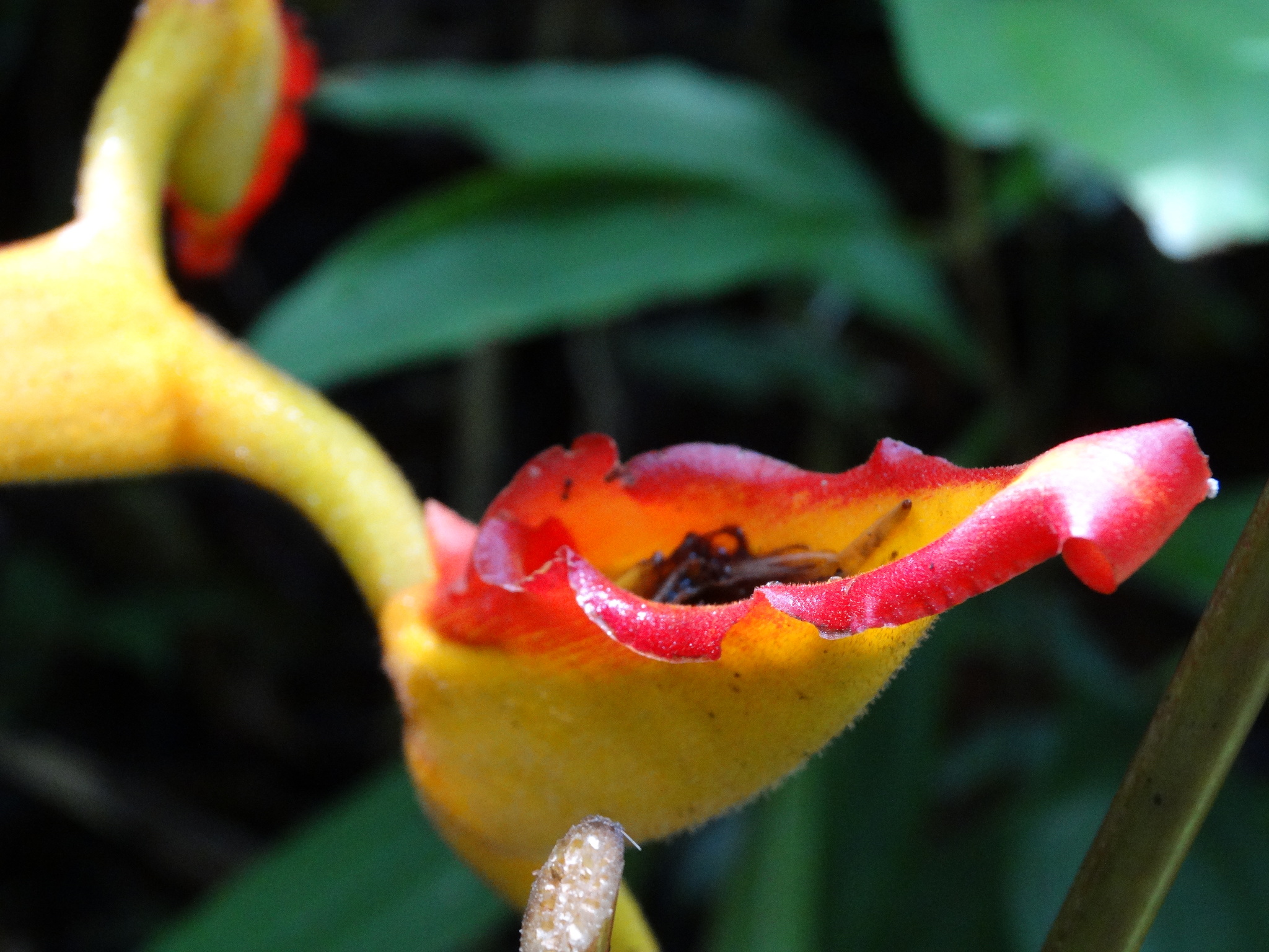 Heliconia irrasa