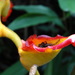 Heliconia irrasa - Photo (c) Rebecca Hill, some rights reserved (CC BY-NC), uploaded by Rebecca Hill