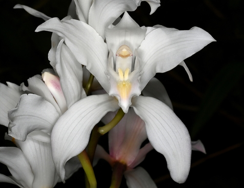 Seidenfadenii Orchid