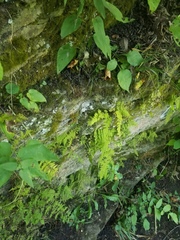 Cystopteris bulbifera