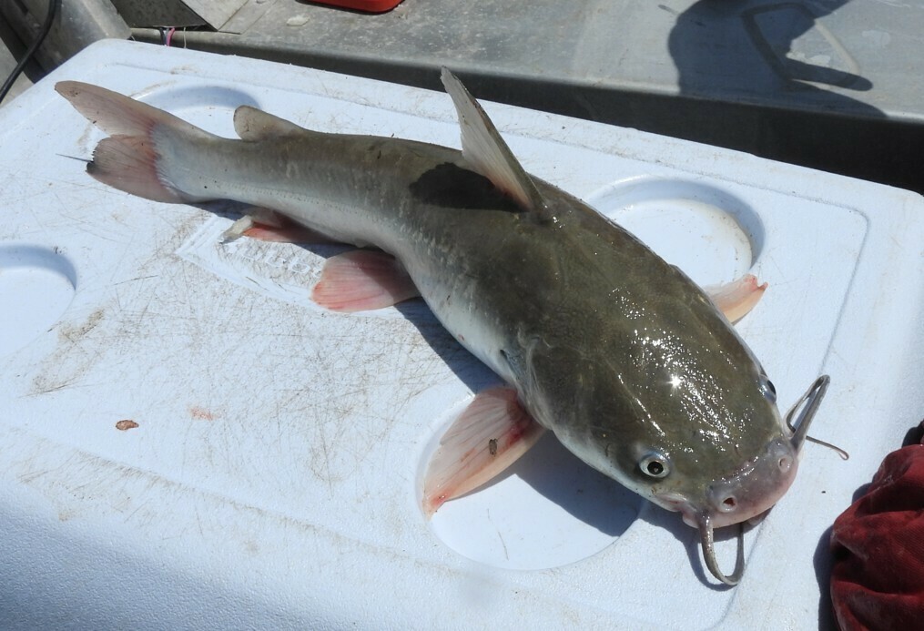 Flapnose sea catfish (Sciades herzbergii) — Ariidae
