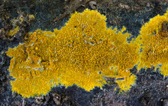 Phlebiodontia subochracea