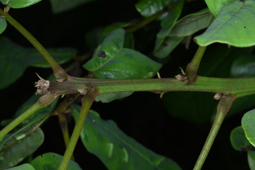 Foto de Paricá