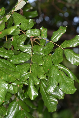 Foto de Paricá