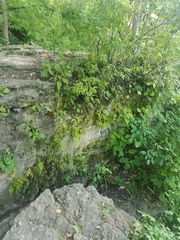 Cystopteris bulbifera