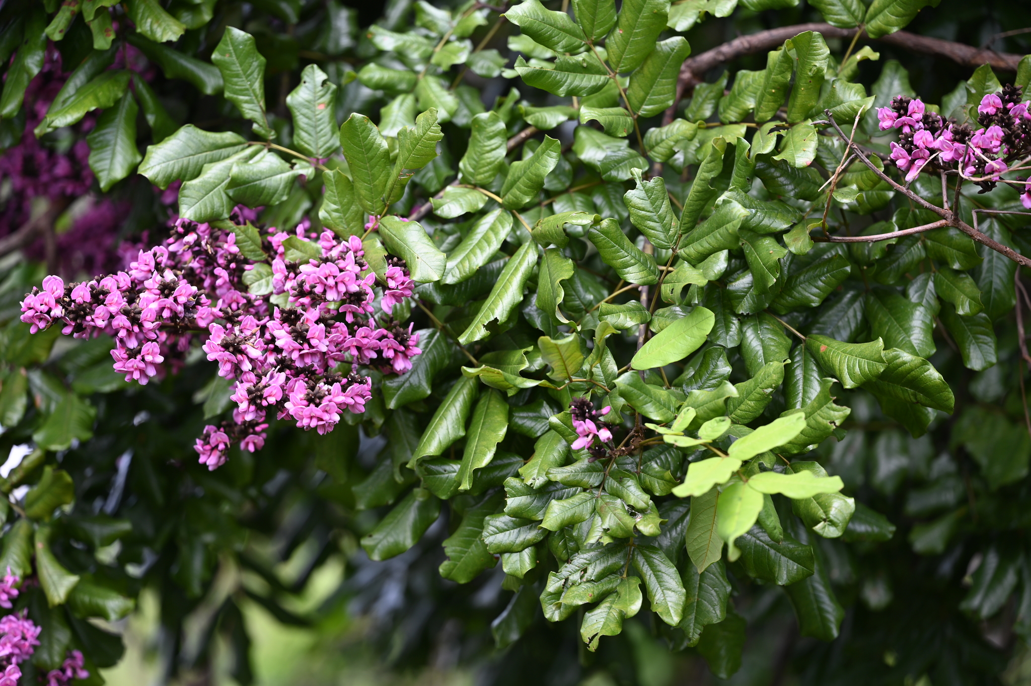 Imagem de Paricá