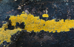 Phlebiodontia subochracea
