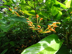 Stromanthe jacquinii