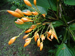 Stromanthe jacquinii