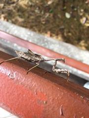 Stagmomantis carolina