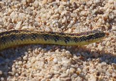 Lygophis anomalus