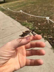 Stagmomantis carolina