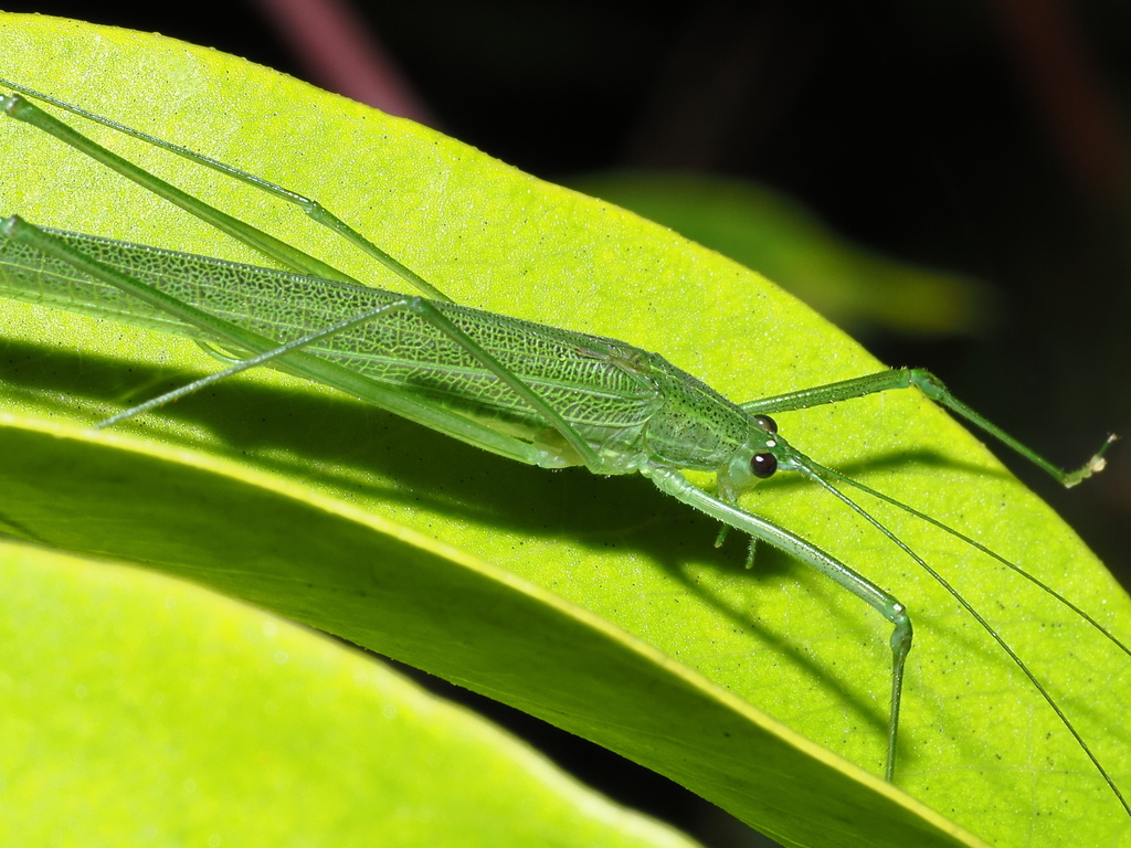 Elimaea rosea