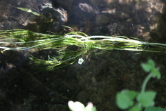 Ranunculus fluitans