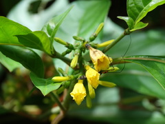 Hamelia axillaris