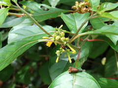 Hamelia axillaris