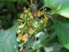 Hamelia axillaris