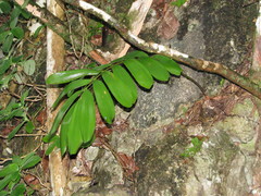 Zamia meermanii