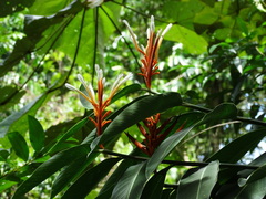 Heliconia longiflora
